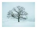 photo-arbre-ardeche.webp