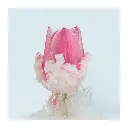 immersion-florale-tulipe.webp