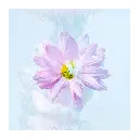 immersion-florale-fleur.webp