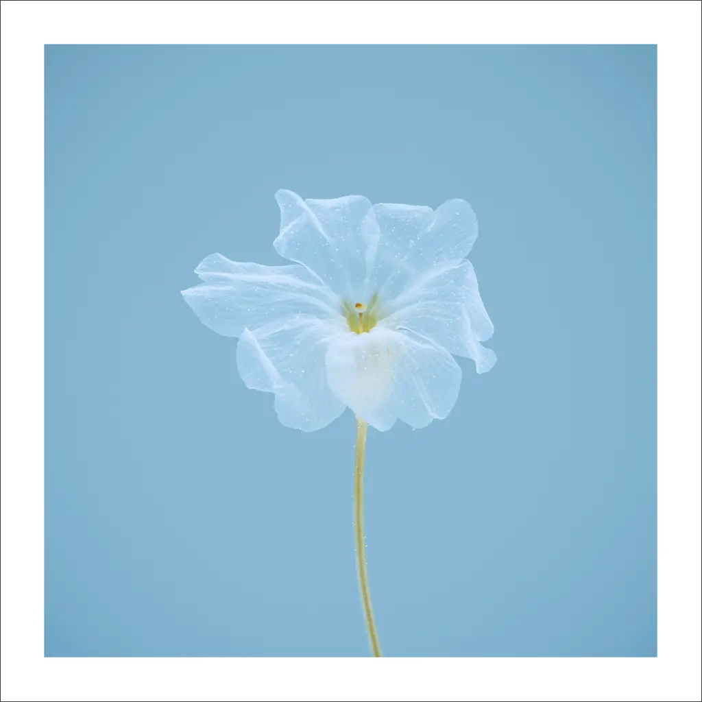 immersion-florale-bleu.webp