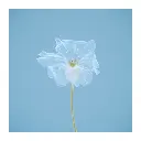 immersion-florale-bleu.webp