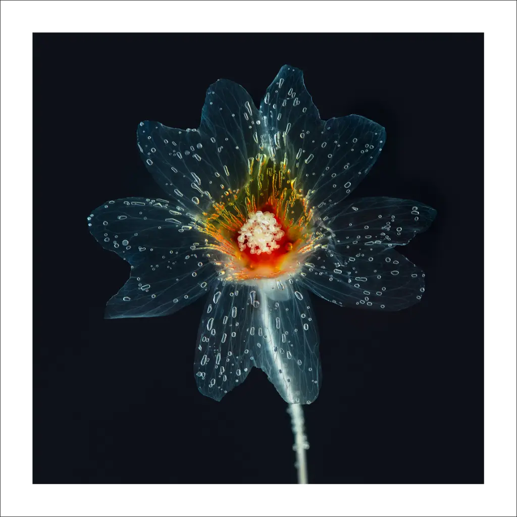 immersion-florale-transparente.webp