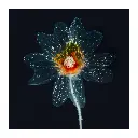 immersion-florale-transparente.webp
