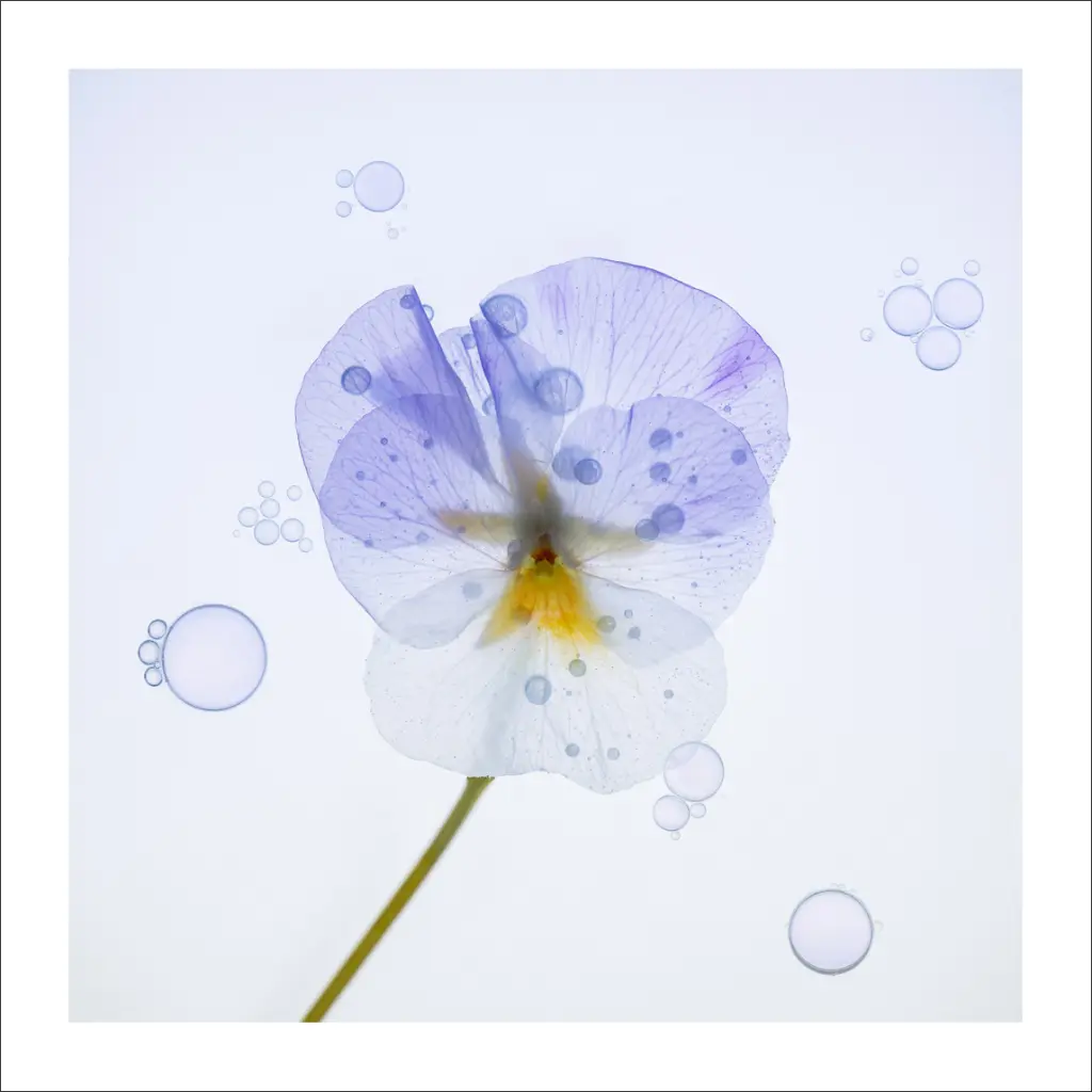immersion-florale-pensee.webp
