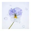 immersion-florale-pensee.webp