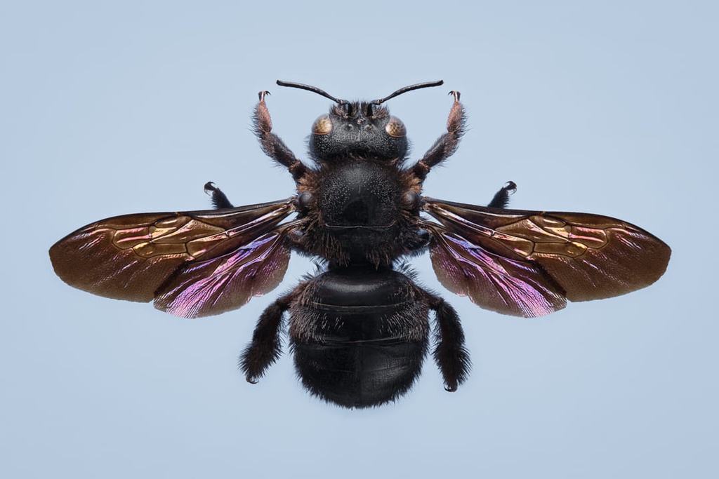 Xylocope violet