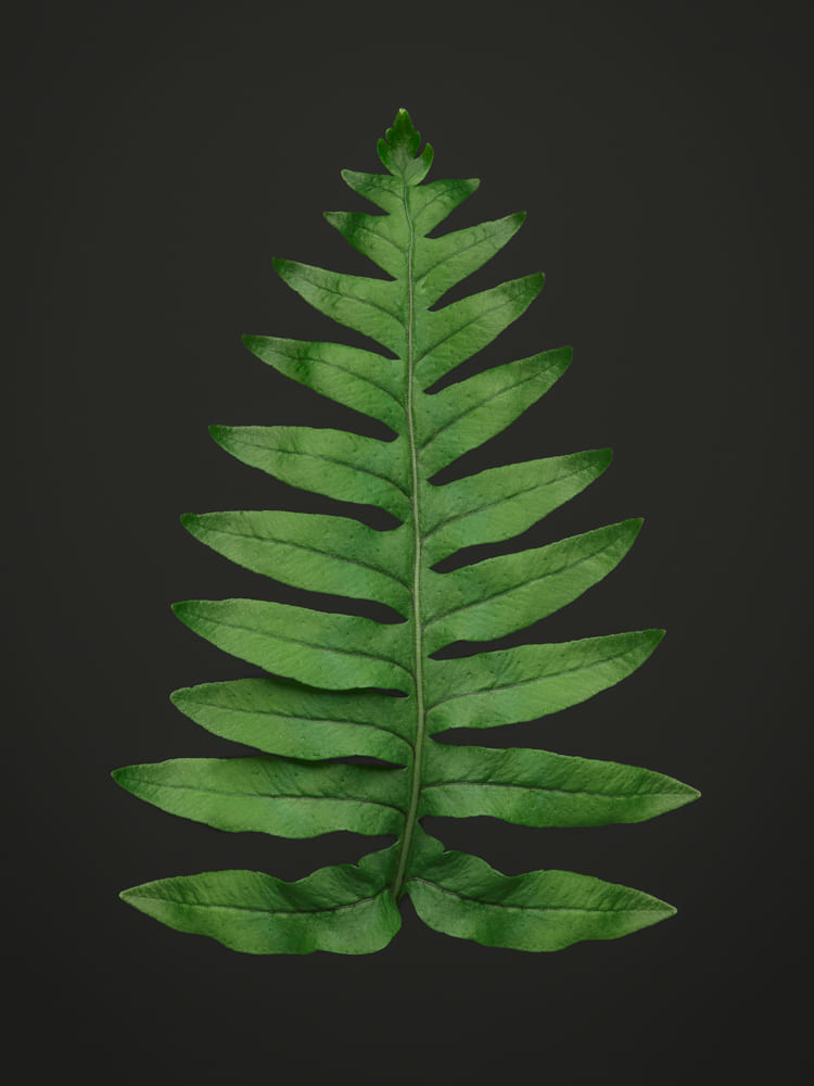 Polypode commun