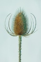 Cardère sauvage