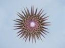 Onopordum tauricum