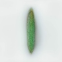 Delosperma cooperi