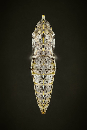 Chrysalide de la Piéride du chou