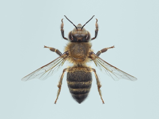 Abeille européenne