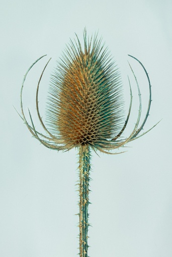 Cardère sauvage