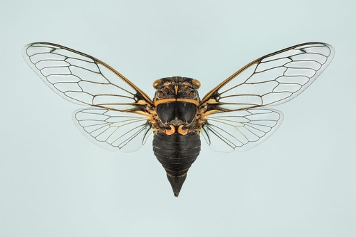 Cigale plébéienne femelle