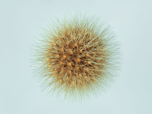 Liondent hispide