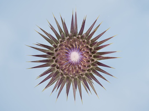Onopordum tauricum