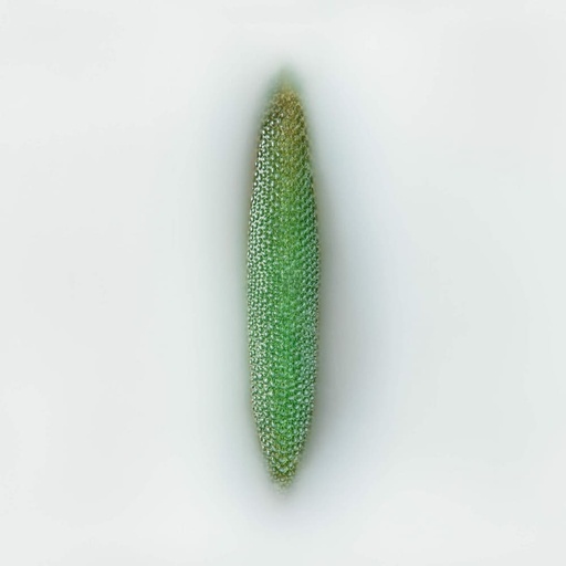 Delosperma cooperi