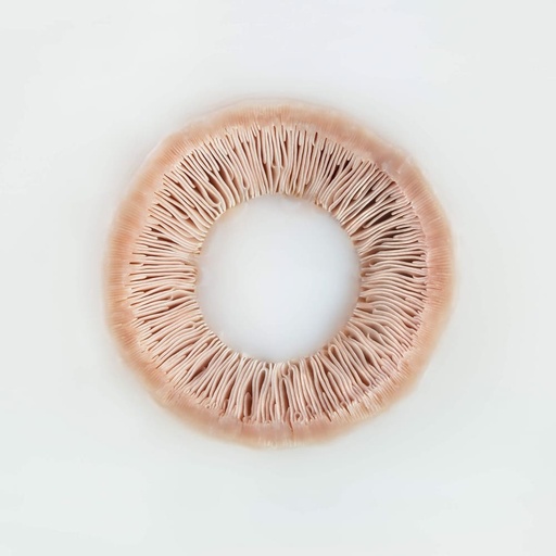 Champignon de Paris