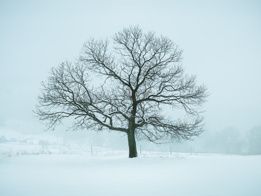 L'arbre du château de Rochemure