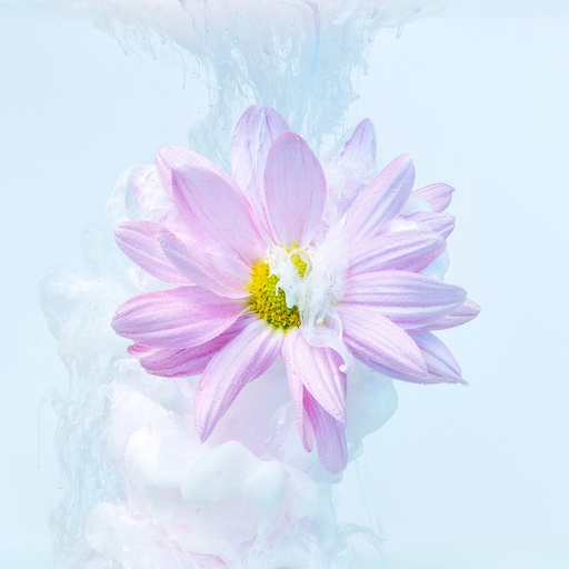 Immersion florale II