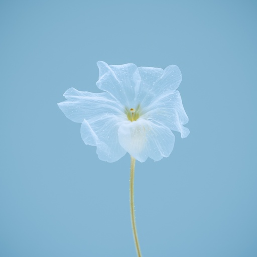 Laedi flos