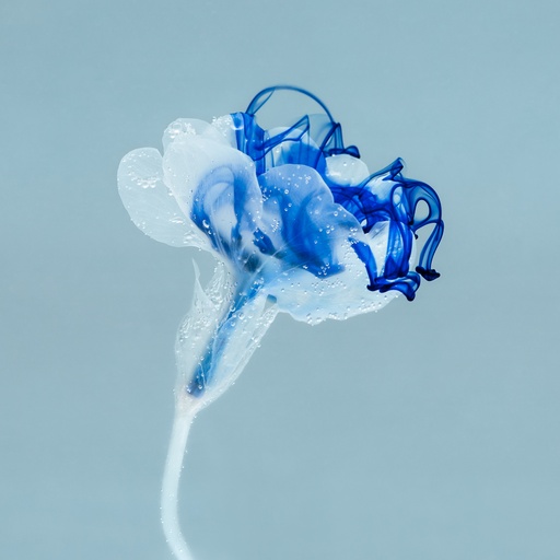 Flos odoris
